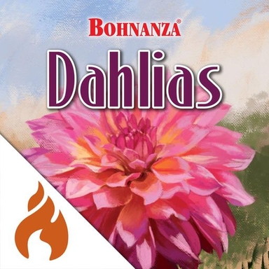 Bohnanza Dahlias